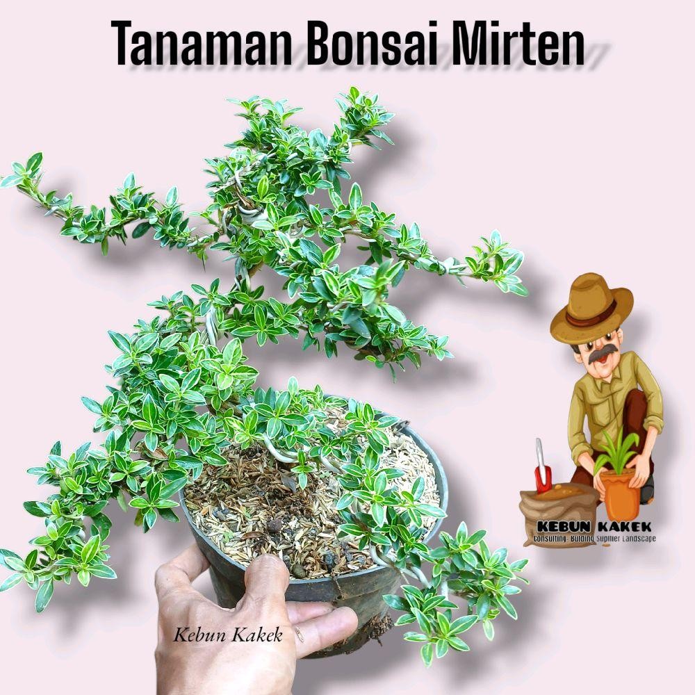 Bibit Bonsai Mirten / Tanaman Hias Bonsai Mirten / Tanaman Hias Hidup Mirten