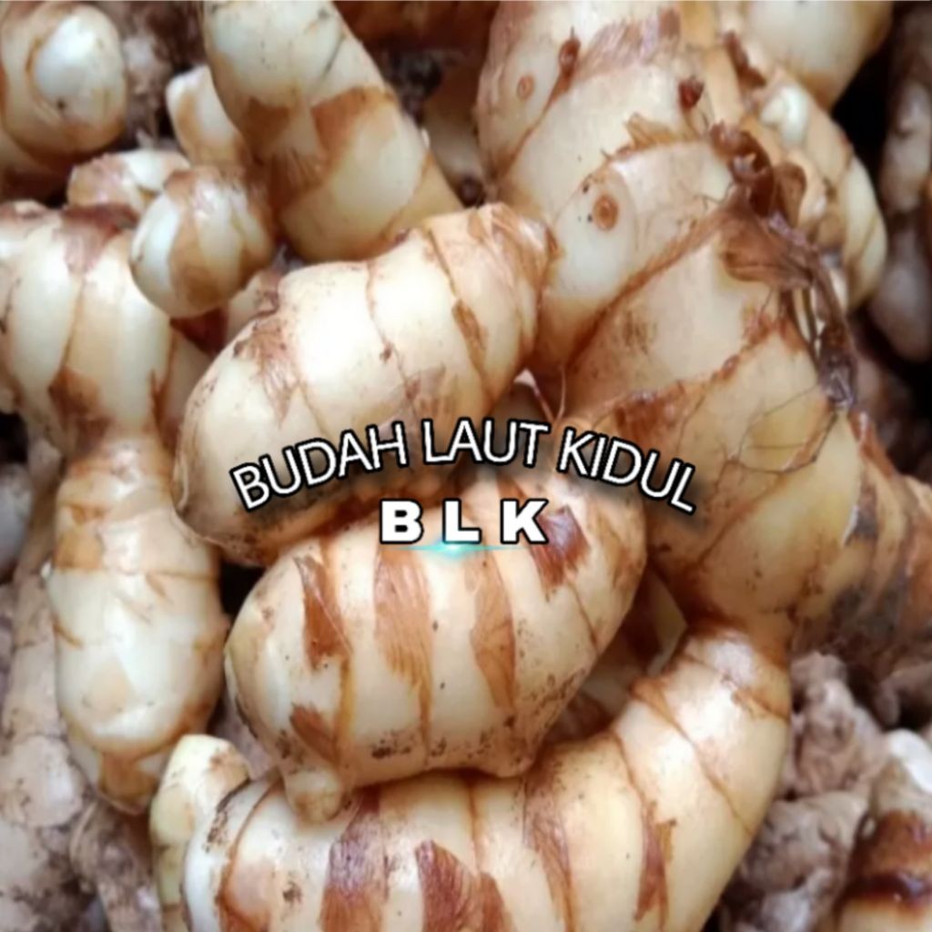 Kunyit putih fresh | kunyit putih segar | 1pcs = 500 gram | beli 25 bonus 5 gram - b.b.b