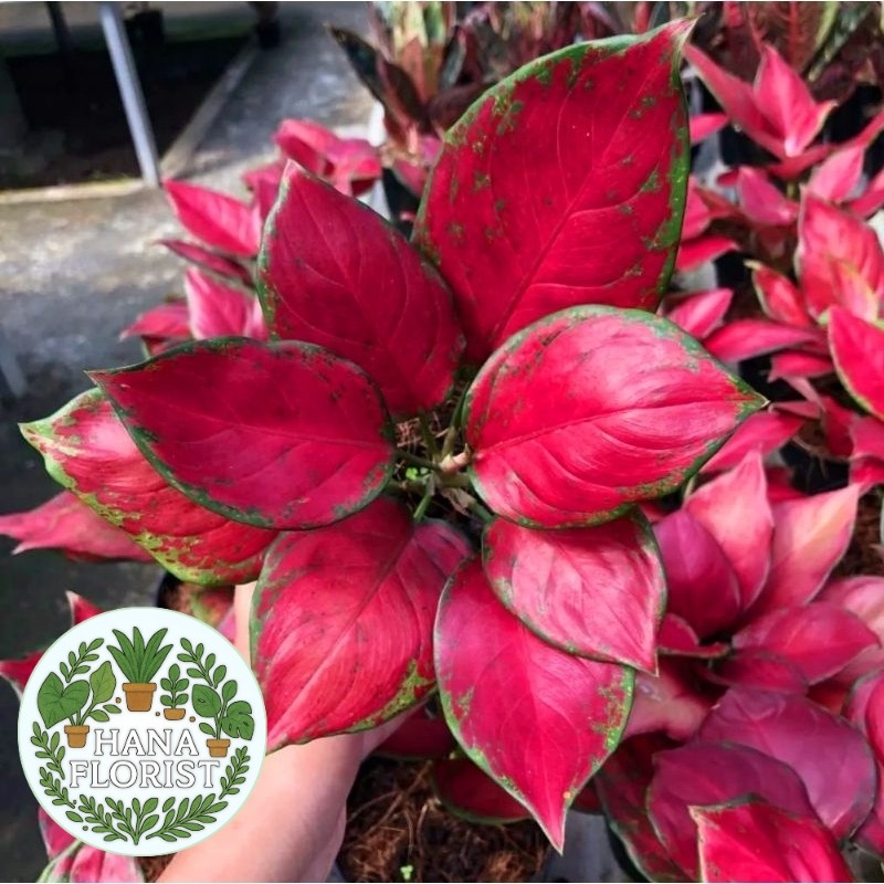 ( GRATIS ONGKIR ) Aglonema Red Queen Roset Merah Merona - tanaman hias hidup - bunga hidup - bunga a
