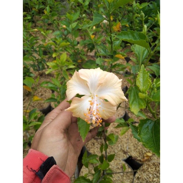 KEMBANG SEPATU KUNING EMAS