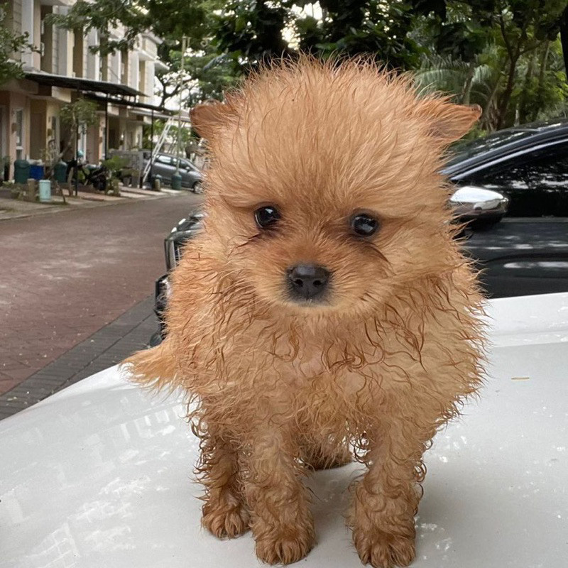 Anakan Anjing Mini Pom Mini Pomeranian Non Stambum