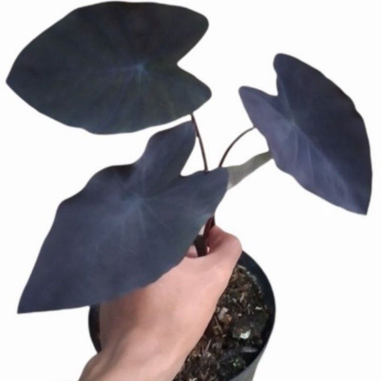 ( BISA COD ) PROMO Caladium Alocasia Black Magic Sente Hitam / Tanaman Hias Keladi Alokasia Hitam / 
