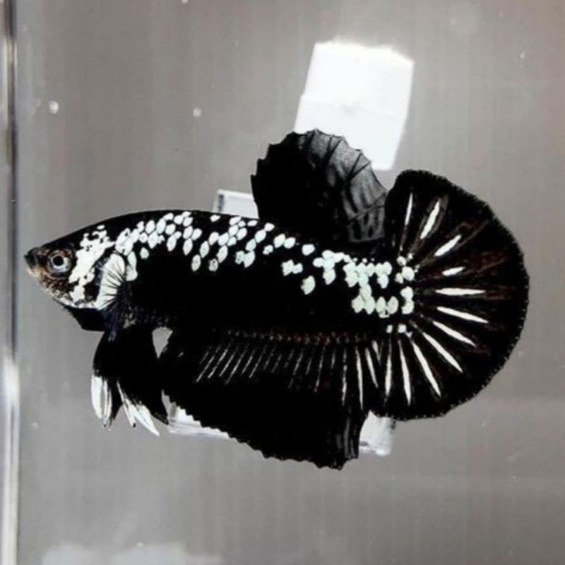 HIASAN AQUARIUM CUPANG BLACK SAMURAI / BLACK MAMBA / BISA COD GES