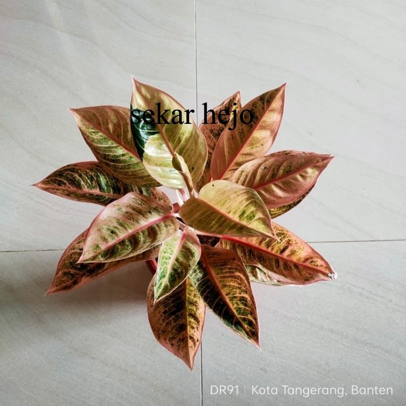 Aglonema Little Lemon Induk Jumbo Tanaman Hias Sehat