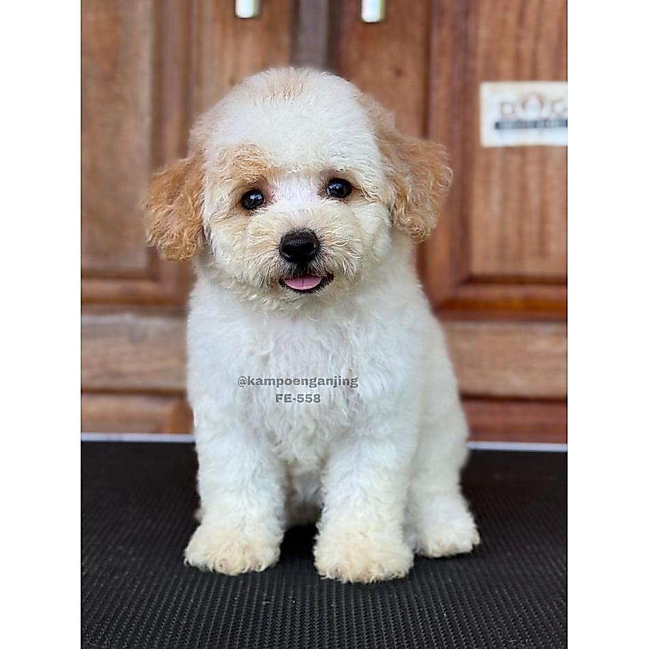 Anak Anjing Poodle Berbulu Halus 558