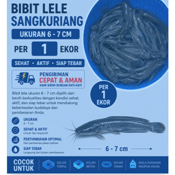 Bibit Lele Sangkuriang Ukuran 6–7 cm Per Ekor | Benih Lele Sehat Berkualitas Unggul Siap Tebar/ bibi