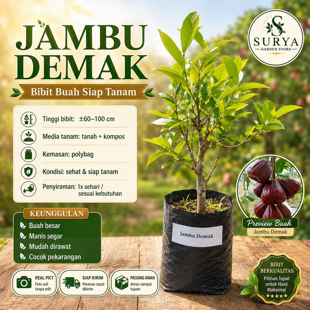 Tanaman Buah Jambu Demak Bibit Hidup Siap Tanam Bibit Jambu Air Bibit Jambu Demak Asli BISA COD GRAT