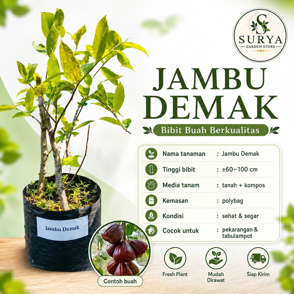 Bibit Jambu Demak Tanaman Buah Mudah Dirawat BISA COD GRATIS ONGKIR A3