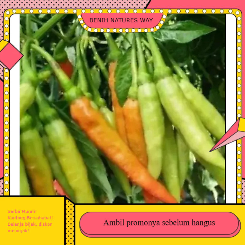 BN123 BENIH BIJI Bibit Cabe Rawit VIRAL