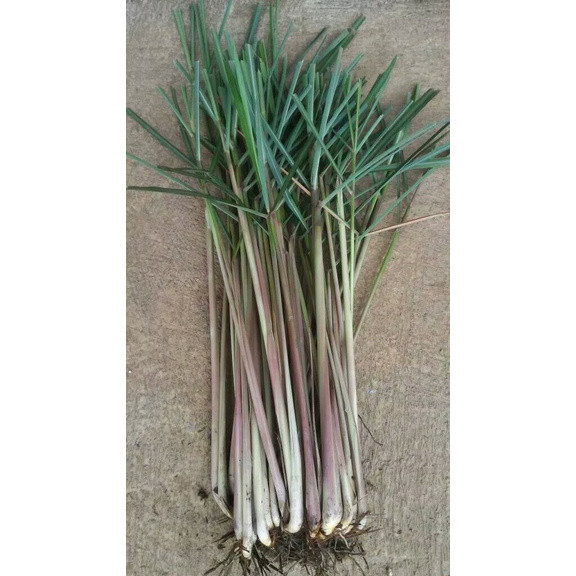 500gr Bibit Sereh Merah wangi- Sereh lanang(Merica.Agro)