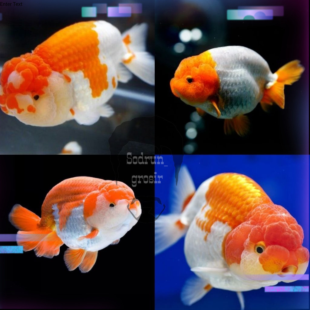HIASAN AQUARIUM 7-8 RANCHU RW TERKARANTINA
