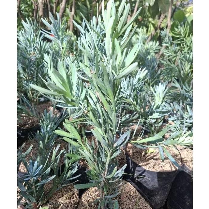 Tanaman Hias Lohansung Blue Ice (Import) / Lohansung Silver / Lohansung Biru