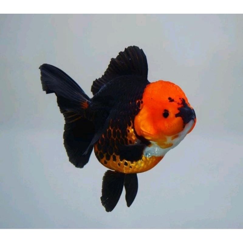 Ikan Hias Mas Koki Oranda Tanco Grade High Quality / Hiasa Aquarium tancho