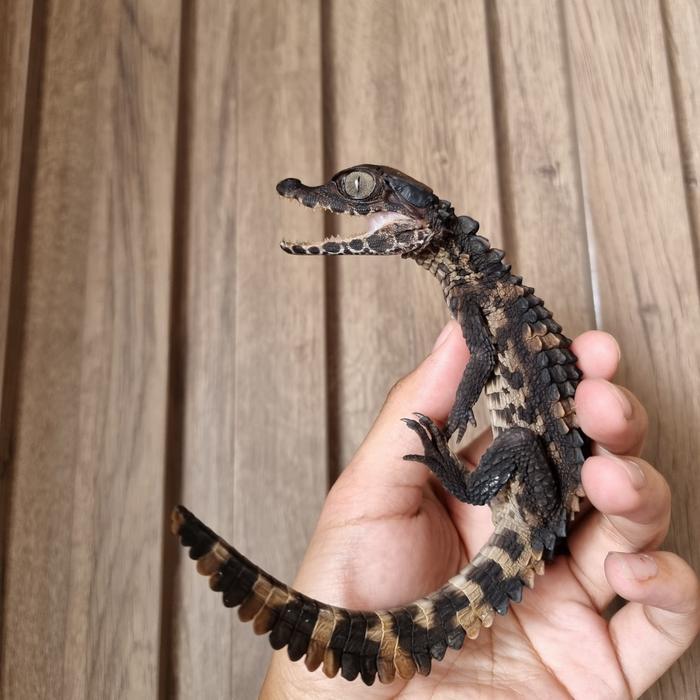 READYY GE dwarf caiman trigonatus / p trigonatus