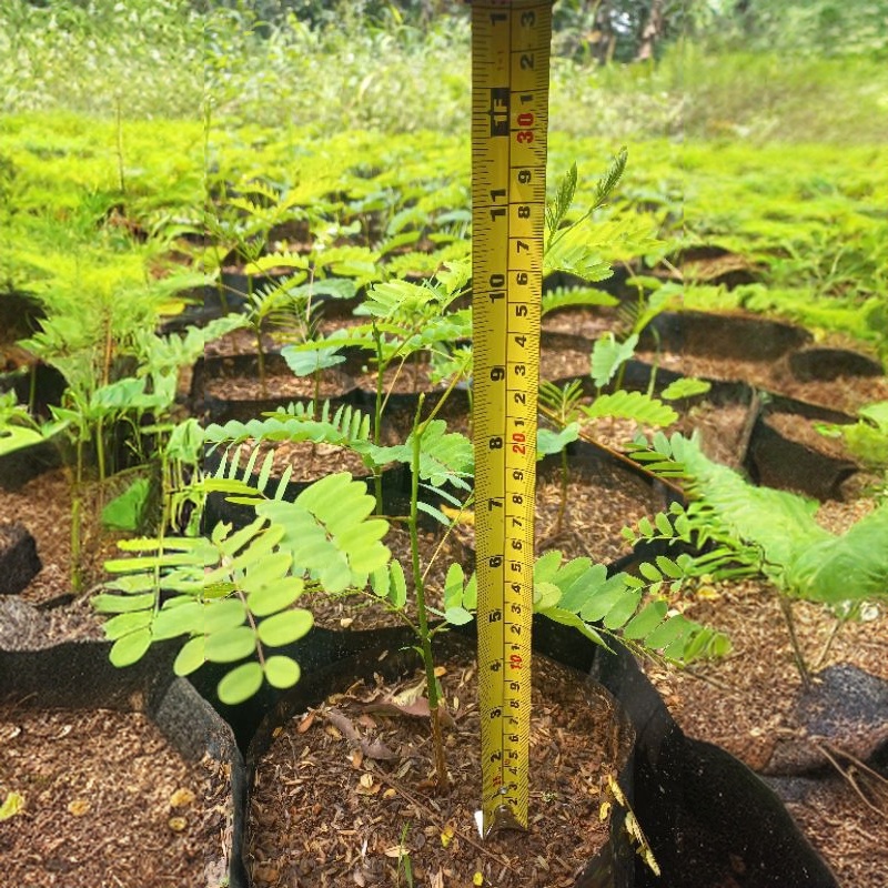 BENIH BIJI Solobium Parahyba - Tanaman Solobium - Pohon Pakis Brazil Parahiba