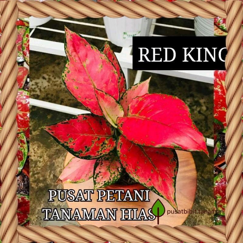Bibit bonggol aglonema red king bibit aglonema murah