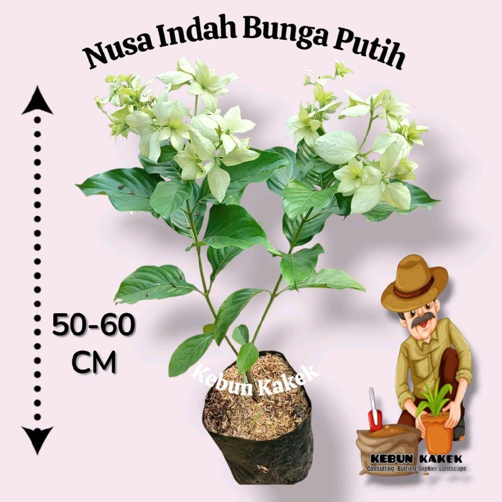 Nusa Indah Putih / Tanaman Hias Nusa Indah Bunga Putih / Tanaman Hidup Nusa Indah