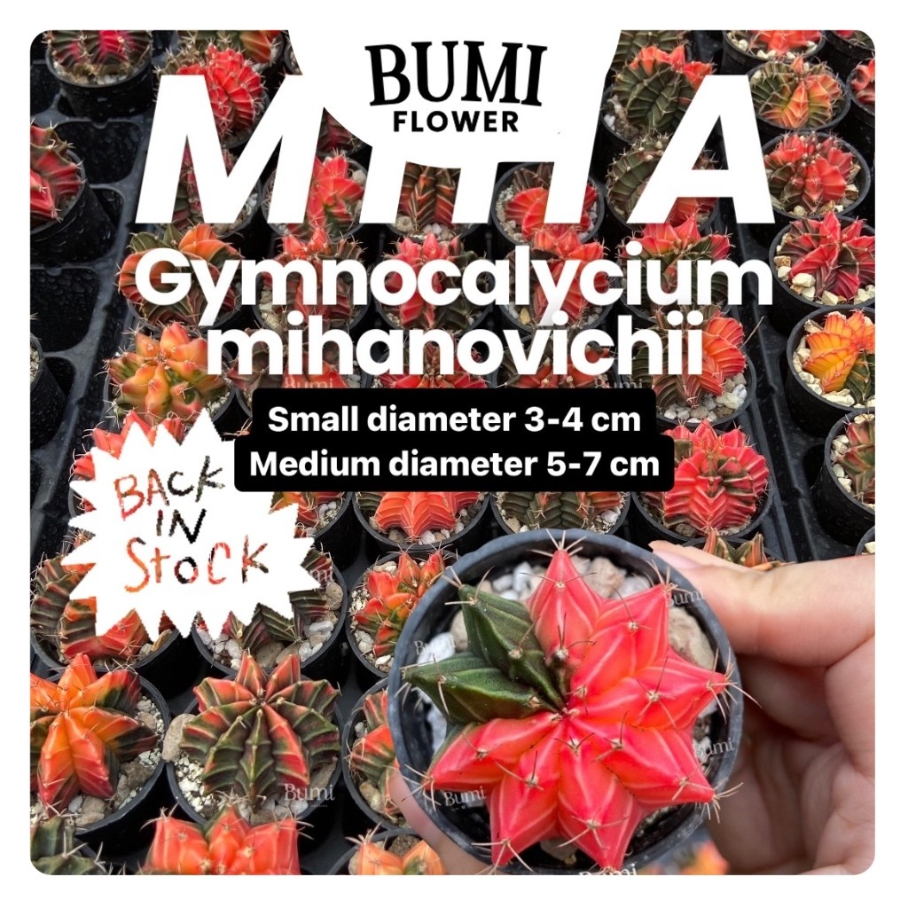 Gymnocalycium mihanovichii MIHA Kaktus Variegata - Bumi Gurun Cactus Hias