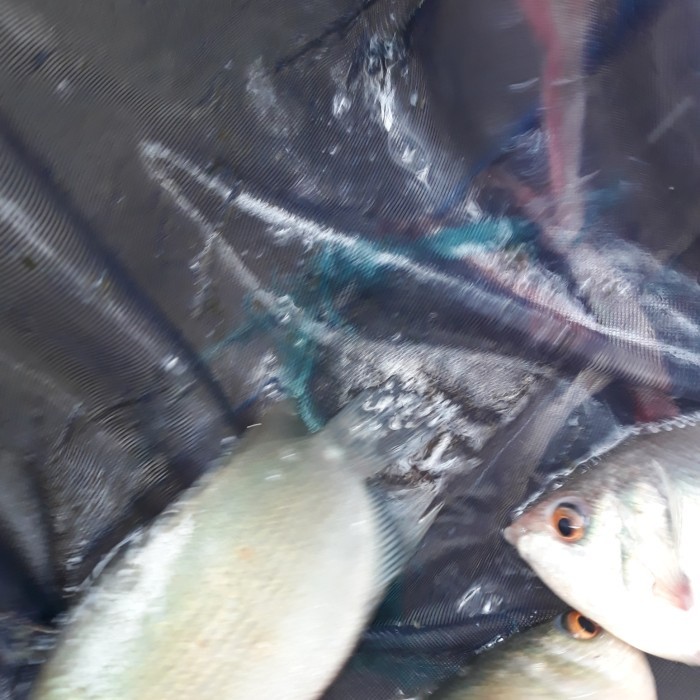 bibit/benih ikan tembakang /tarabakan uk -+3 jari