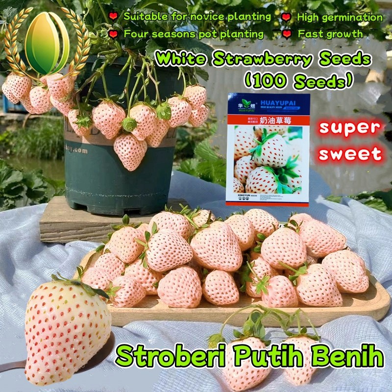 100 Biji Benih Stroberi Putih Manis Untuk Menanam Sayuran, Benih Buah Stroberi Putih Krem White Stra