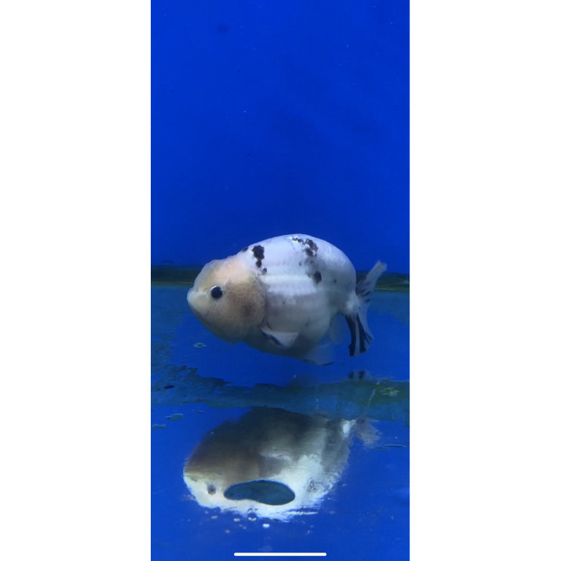 RANCHU COW 4-5 CM RANCU SAPI HIAS MAS KOKI FANCY GOLDFISH BISA COD