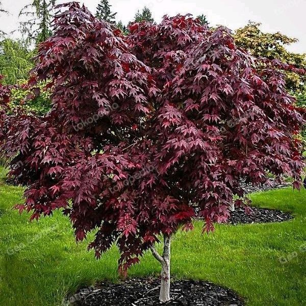 Tanaman Japanese Red Maple  - Pohon Red Maple Amerika Merah