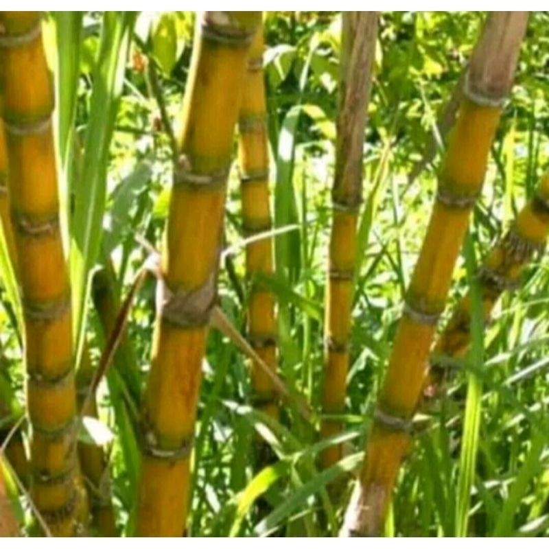 bibit tebu kuning setek tebu kuning