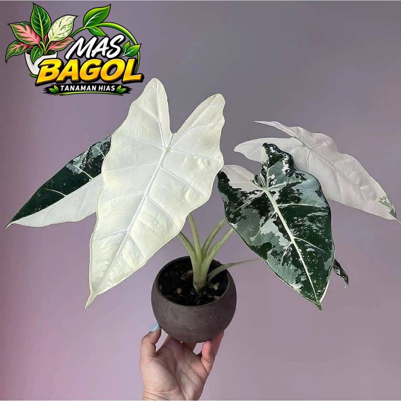 Alocasia Variegata Perfect | Bunga Hias Alocasia Variegata Daun Mewah