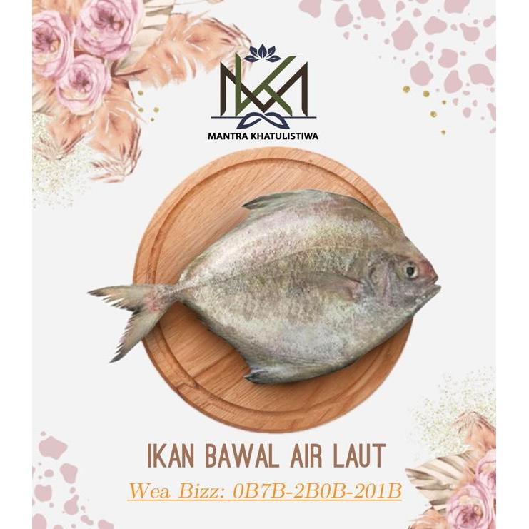 IKAN BAWAL LAUT FRESH IKAN SEGAR IKAN BAWAL SEGAR