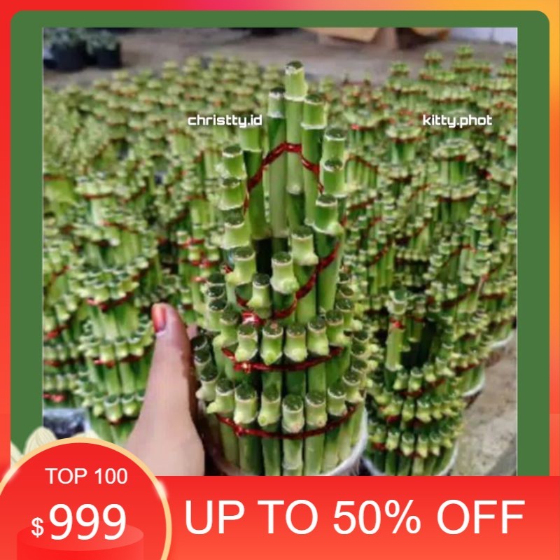 BAMBU HOKI / TANAMAN BAMBU HOKI • BAMBU REJEKI - Tanaman Bambu Hias - BAMBU HOKI MURAH