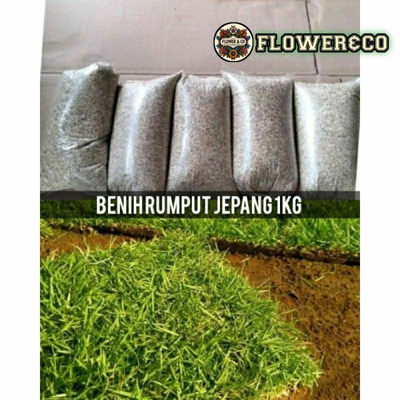 Benih Rumput jepang 1Kg - Benih Rumput jepang alami