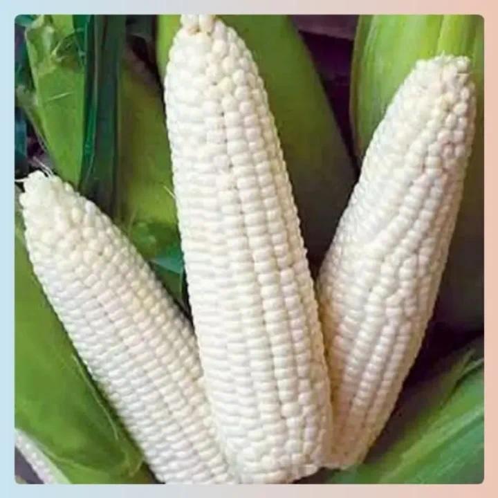 20BIJI/BENIH JAGUNG PULUT KETAN PUTIH/PULUT PUTIH