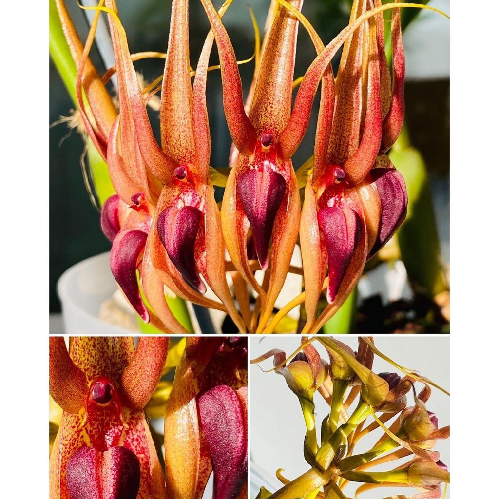 Baru anggrek bulbopyllum pahudii dewasa bunga cantik dan harum