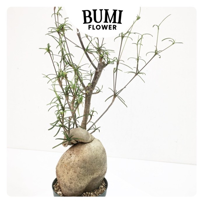 Euphorbia hedyotoides (Madagascar) - Bumi Aroid Gurun Kaktus Succulent