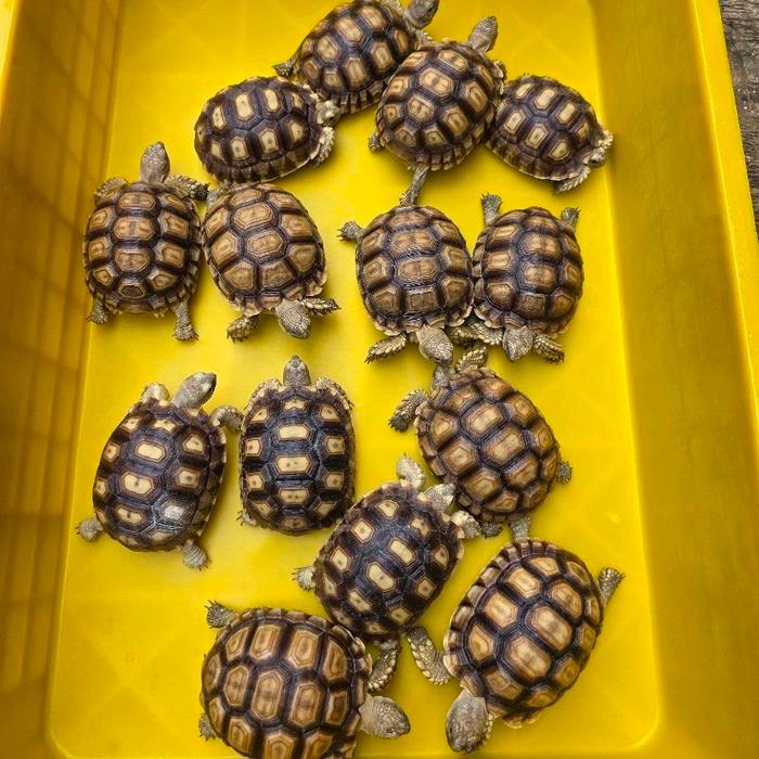 Terbaru Kura Darat Sulcata 10-11cm