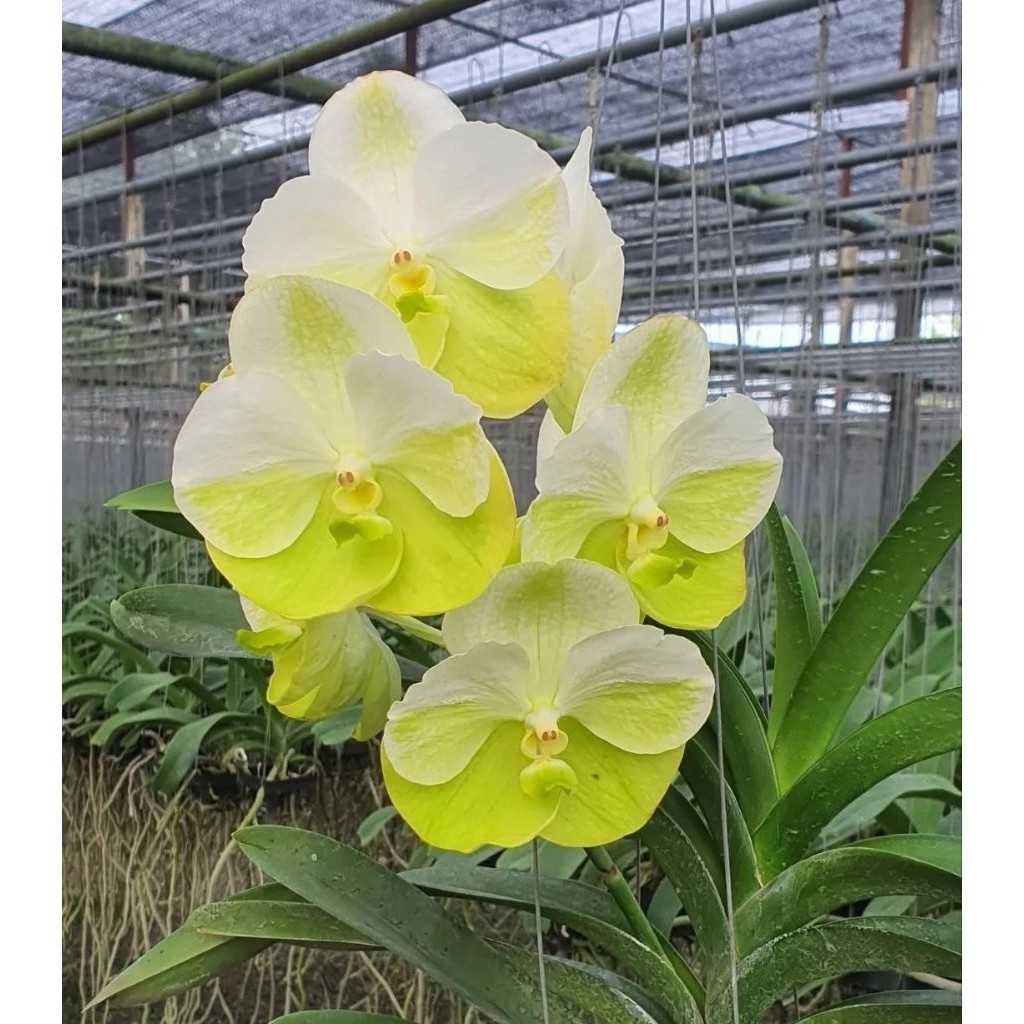 Vanda rasri gold pramium prai