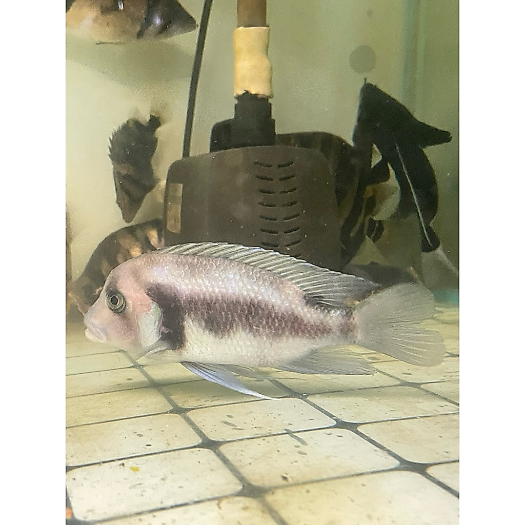 Hiasan Aquarium Ikan Cichlid Frontosa Black Widow (tanganyika cichlid) 15cm