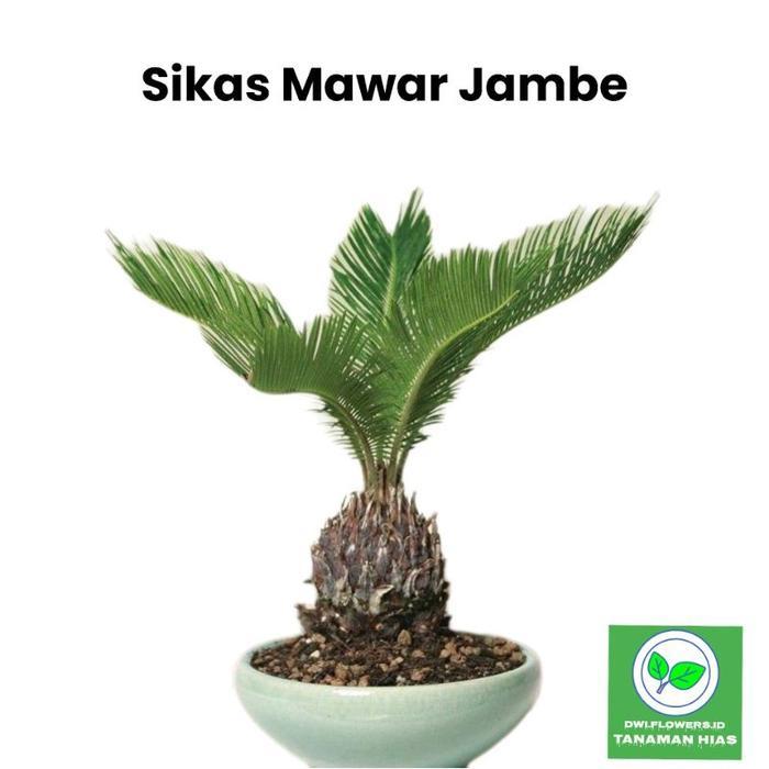 Tanaman Hias Palem Sikas Mawar Jambe Dewasa / Tanaman Hidup Palm Sikas Pohon Palem Sikas Mawar Jambe