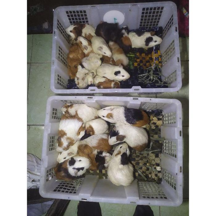 Promo Marmut Lokal Murah - Marmut Hidup - Anakan Marmut Ilmut dan Lucu