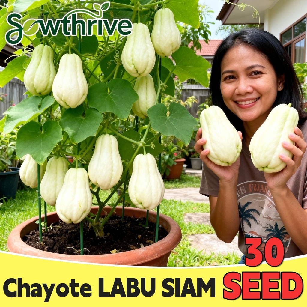 Benih Labu Siam Putih Siap Tanam Isi 30 Biji Bibit Labu Siam Anggur Unggul Benih Labu Siam Chayote S