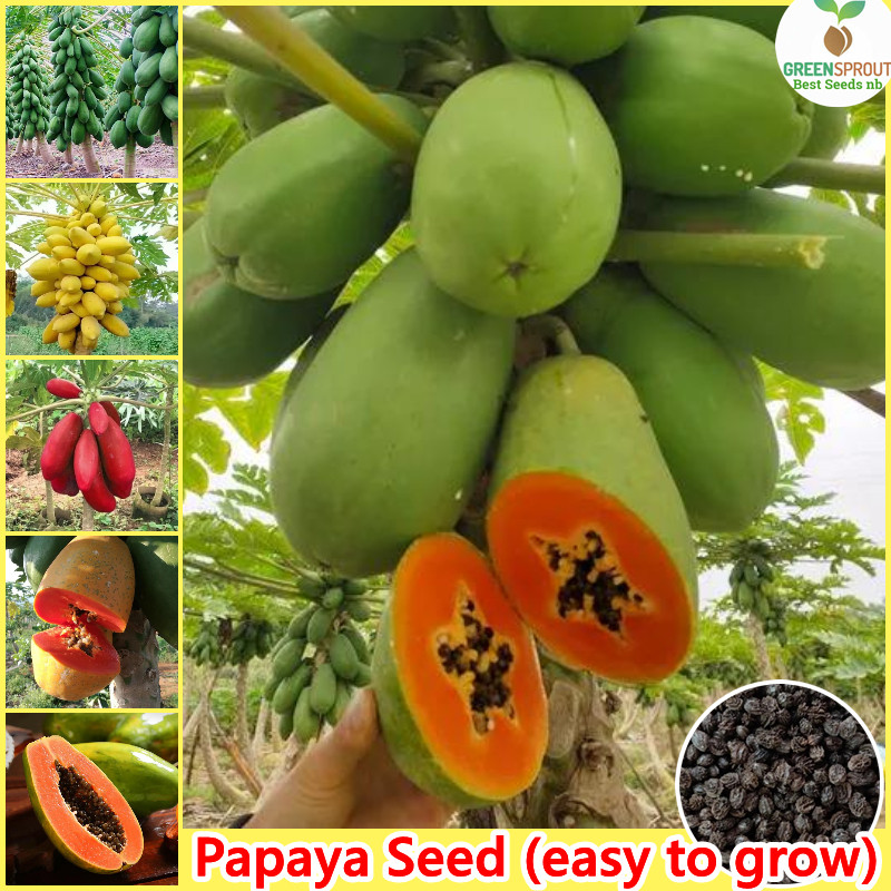 [Fast Germination] Dwarf Papaya Seeds Heirloom Variety Gardening Bonsai Fruit Trees Live Plants Pott