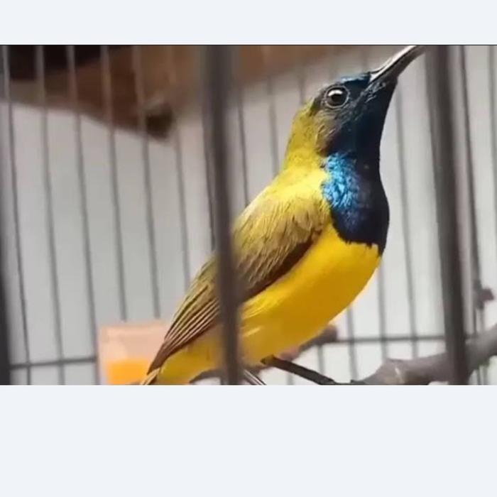 Cappybarashop Burung sogon atau sogok ontong jantan pilihan