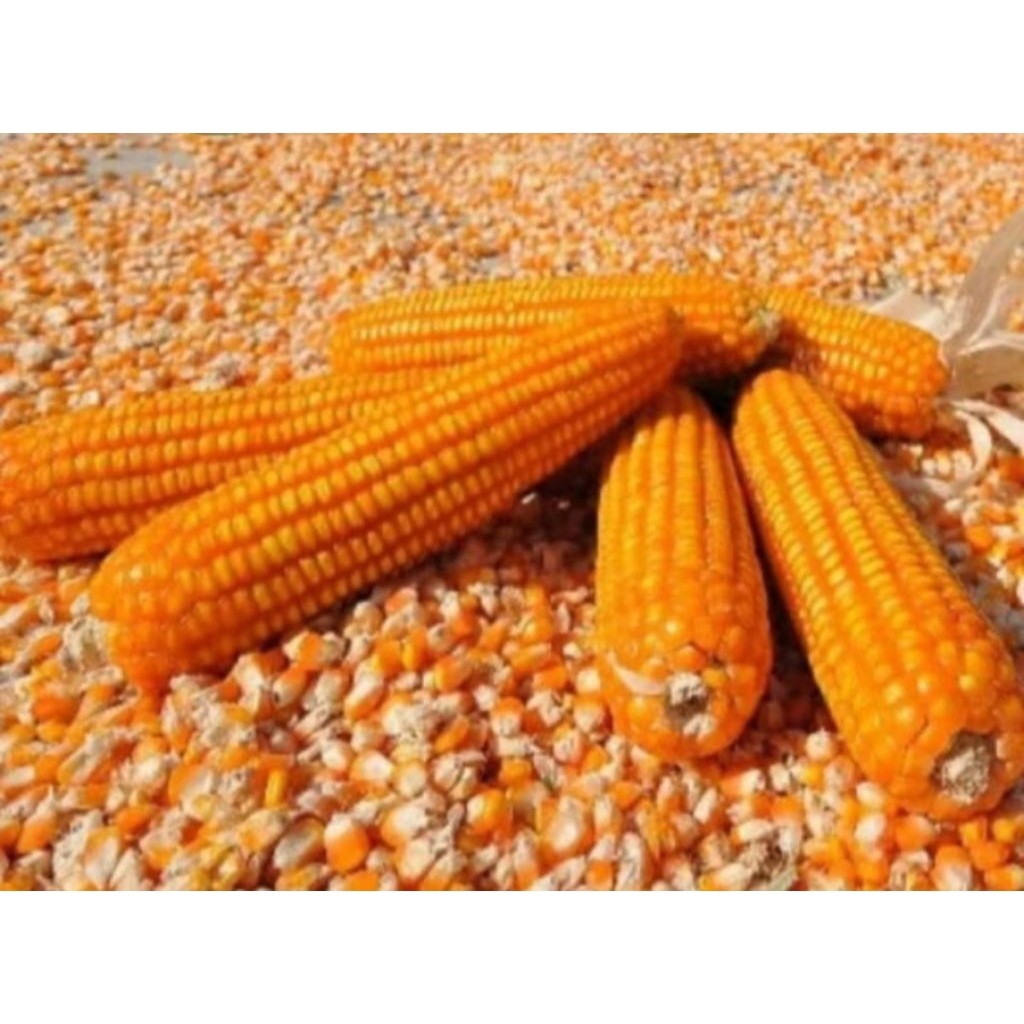 Jagung pipil / jagung kering jagung kering jagung pipil kering bersih pakan ayam,merpati 1kg