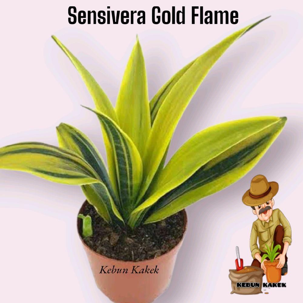 Tanaman Hias  Sensivera Gold Flame / Tanaman Hias Hidup Sensivera Gold Flame Bibit