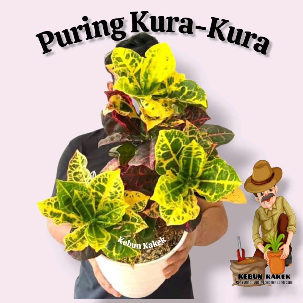 Tanaman Puring Kura-Kura / Tanaman Hias Hidup Puring Kura / Bibit Pohon Puring Kura