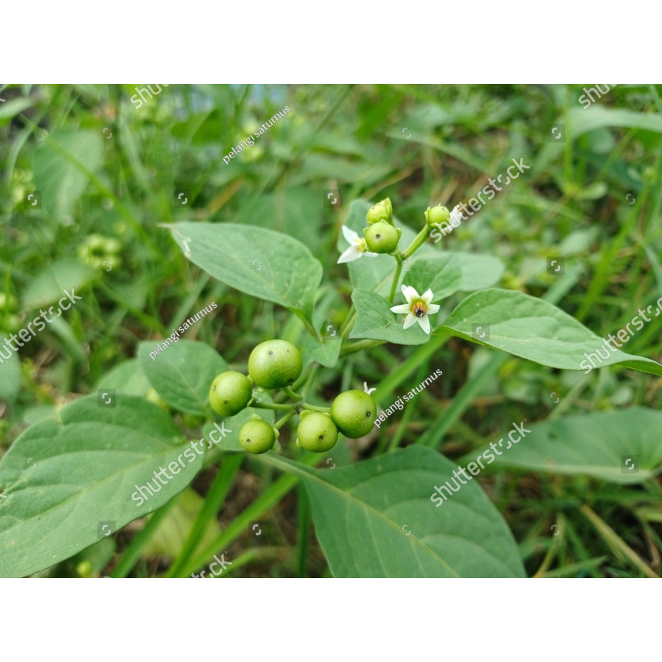 Biji Benih Bibit Bibit Benih Leunca