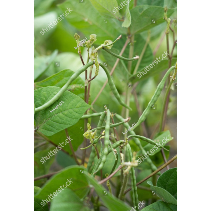 BA BENIH KACANG HIJAU VIMA