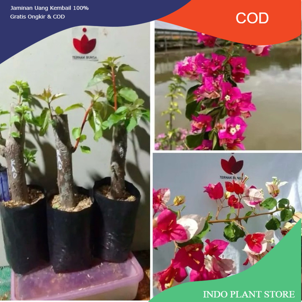 Bougenville Golden Rao Ori Super Batang Besar