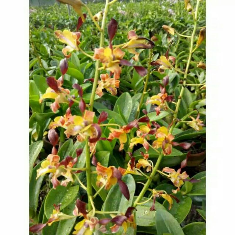 Anggrek Dendrobium Keriting Rambo