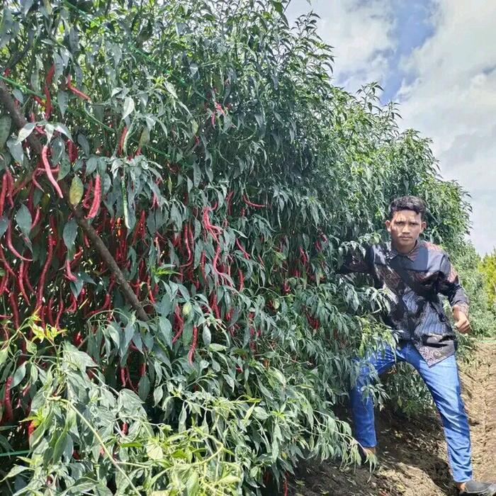 PROMO  Benih Cabe lokal Merah Keriting Tinggi 2 meter Bibit